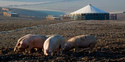Freiland-Schweine auf einem Feld in England