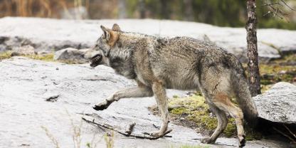 Bei Wölfen ist ein kurioses Jagdverhalten festgestellt worden.