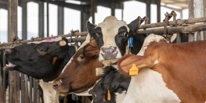 Färsen und Frischabkalber in die Herde intgerieren ohne viel Unruhe - das haben Landwirte uns verraten.