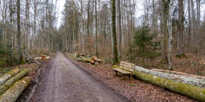 Privater Waldweg mit Baumstämmen am Waldrand