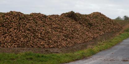 SYMBOLBILD: Zehntausende Tonnen Zuckerrüben stauen sich aktuell auf den Feldern in Mecklenburg-Vorpommern. Das liegt an einer defekten Zuckerfabrik - in der Schweiz.