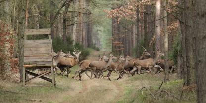 Ein Jäger hat zugegeben, Aufbruch illegal entsorgt zu haben.