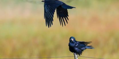 In Baden-Württemberg werden Saatkrähen zu einem Problem für Landwirte.