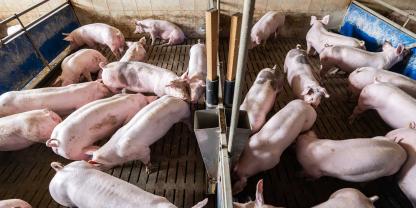 Mastschweine in einer Stallbucht