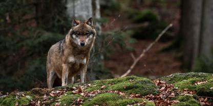 In der Lüdenscheider Innenstadt wurde ein Wolf gesichtet.