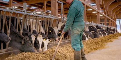 Landwirt-füttert-Rinder-AdobeStock_183784298