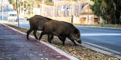 Bei einem Ausflug in den urbanen Raum hat sich ein Wildschwein in Pilsen in einen Supermarkt verirrt (Symbolbild).