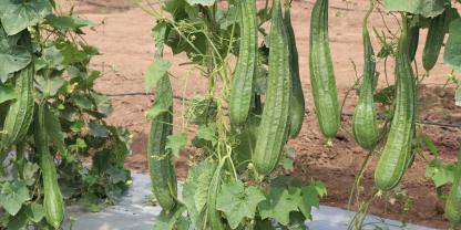 Luffas oder Schwammgurken brauchen Rankhilfen.