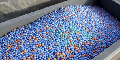 Blau grün und orange gebeiztes Saatgut von Zuckerrüben