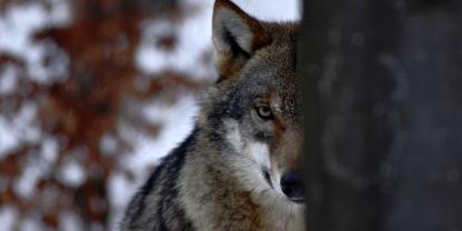 Wolf versteckt sich hinter Baum