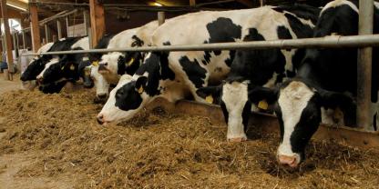 Rinder sowie Schafe und Ziegen sind für BTV-8 empfängliche Tiere und dürfen nicht ohne Weiteres aus der Handeslrestriktionszone verbracht werden.