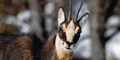 In Bayern stand die Gams im Fokus eines Gerichtsbeschlusses.
