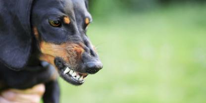 Dackel-fletscht-Zaehne