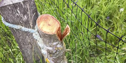 Unbekannte Täter haben diesen mutwilligen Schaden an insgesamt 24 Äpfel- und Birnenbäumchen verursacht.