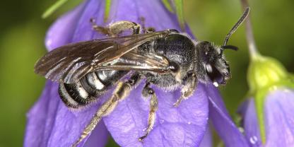 Die Weibchen der Glockenblumen-Schmalbiene sind an den weißen Haarflecken am Hinterleib zu erkennen.