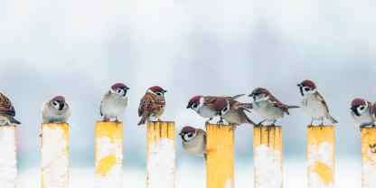 Spatzen sitzen auf einem Zaun im Winter