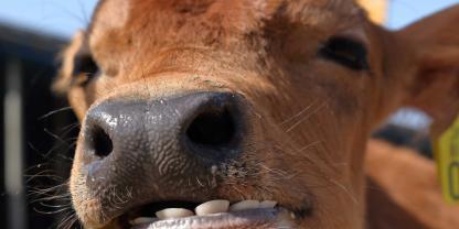 Knirschen Kälber mit den Zähnen ist das ein klares Anzeichen für Schmerzen. Die Ursache liegt vor allem in einer Azidose.