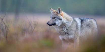 Am Mittwoch stimmt das Bundeskabinett über die Änderungen des Jagdgesetzes und damit auch über die Aufnahme des Wolfs in Bundesjagdgesetz ab.