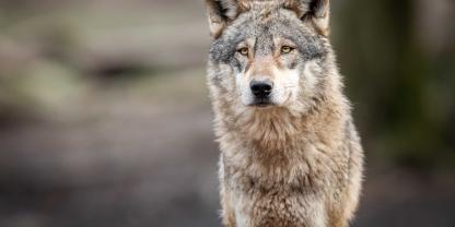 Der Wolf hat Eingang ins Bundesjagdgesetz gefunden.