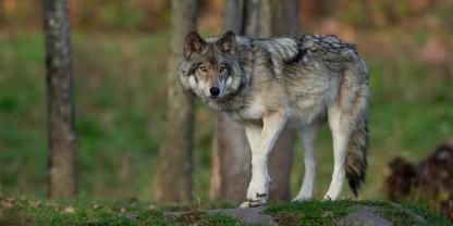 Der DJV hat eine Umfrage zum Thema Wolfsbejagung durchgeführt.