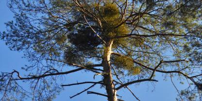 Stark verlichtete Kiefernkrone mit massivem Mistelbefall.
