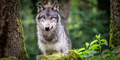 Wolf im Wald