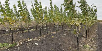 Schnellwüchsige Pappeln in den vierreihigen Gehölzstreifen sind ein halbes Jahr nach der Pflanzung schon ganz ordentlich in die Länge gewachsen. Auf dem Acker von Jan-Christoph Otten stehen seit April fünf Baumstreifen.