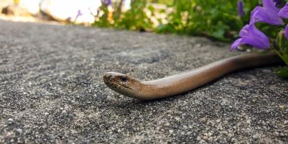 Die Bildschleiche ist im Garten ein wertvoller Nützling.