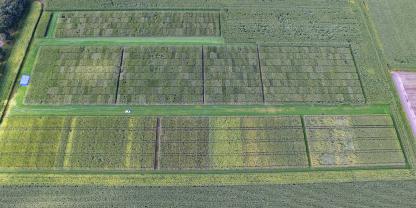 Eine Mais-Versuchsfläche der LWK: Die Landessortenversuche werden randomisiert mit vierfacher Wiederholung angelegt und befinden sich im mittleren Block der Anlage.