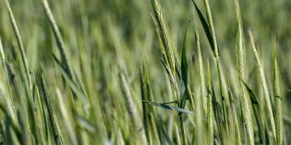 Forschende haben untersucht, wie Nährstoffmangel sich darauf auswirkt.