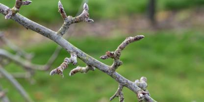 Können Sie Blatt- von Blütenknospen unterscheiden?