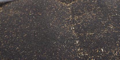 Raps-AdobeStock_370513280