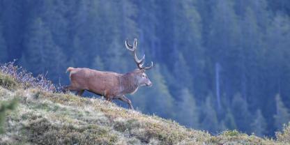 Hat in Österreich ein Kind einen Hirsch geschossen?