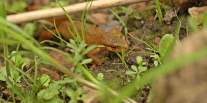 Ein Teichmolch-Weibchen verlässt den Teich an einem Juni-Tag. Meistens sind Molche eher nachts an Land aktiv.