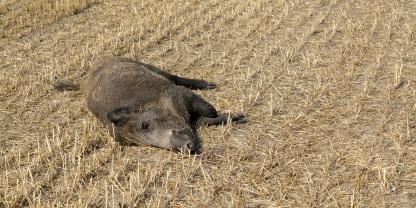 Wildschwein tot