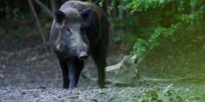Die Jagd auf Wildschweine in Salzburg soll erleichtert werden.