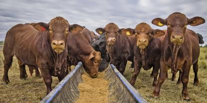 Zunächst wurde die La Huella Farm als Mastbetrieb gegründet; erst später folgte die Ausrichtung auf die Zucht.