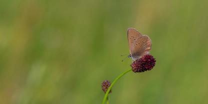 Unscheinbar, aber faszinierend: Der Dunkle Wiesenknopf-Ameisenbläuling (Phengaris nausithous) nutzt die Blüten des Großen Wiesenknopfs (Sanguisorba officinalis) als Nahrungsquelle, Paarungsplatz und Eiablageort.