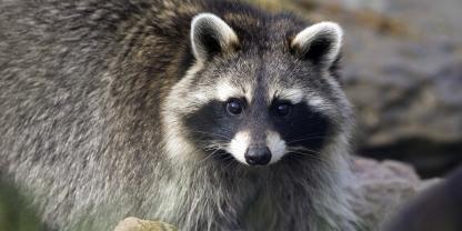 Ein Jagdaufseher tötete Waschbären in Wahlbach rechtens – wie ein Gericht nun befand (Symbolbild).Ein stiller Mitreisender des Waschbären sorgt bei Forschern der Uni Frankfurt für Aufsehen.
