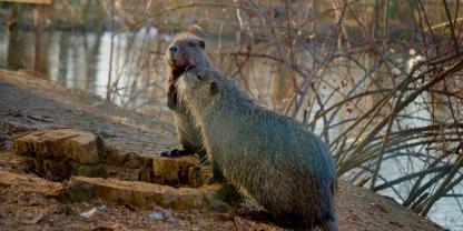 In Brandenburg sind Nutria seit 2024 nicht mehr im Jagdrecht.