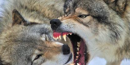 Oberhalb des Wildparkes Germerode sollen während einer Bewegungsjagd eine Jagdhund und zwei Wölfe aufeinandergestoßen sein (Symbolbild).