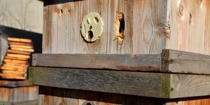 Spechte schlagen im Winter Löcher in die Bienenbeuten. Das Bienenvolk überlebt das oft nicht.
