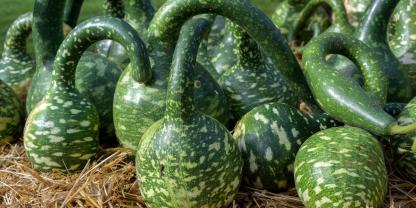 Kalebassen der Sorte ‘Speckled Swan’ recken ihre „Schwanenhälse“.