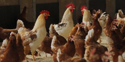 In einem Legenhennenbestand im Landkreis Meißen ist in drei Untereinheoten des Betriebes de Geflüelpest ausgebrochen (Symbolbild).