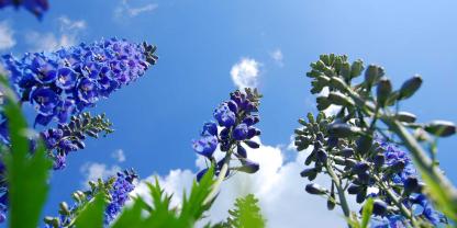 Blau wie der Himmel. Der Hohe Rittersporn (Delphinium elatum) ist eine beliebte Leitstaude.