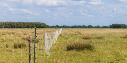 Über acht Millionen Euro hat das Land Niedersachsen für Präventions und Schadensersatz beim Wolf 2025 eingeplant.