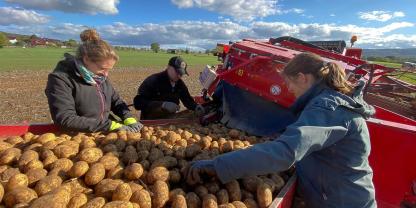 Mehr Kartoffeln als gut tun – der Pommesmarkt 2025 kann kaum die gesamte Ware aufnehmen.