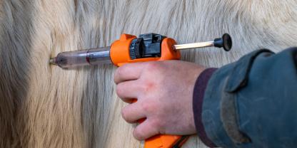 In Frankreich soll die Armee dabei helfen, hunderttausende Rinder gegen LSD zu impfen.