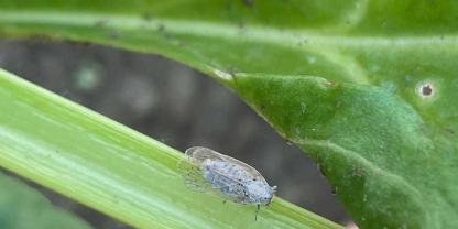 Zikaden, speziell die Schilf-Glasflügelzikade verursacht massive Ertrags- und Qualitätseinbußen bei Kulturen wie zum Beispiel Zuckerrüben, Kartoffeln, Spargel und Rhabarber.