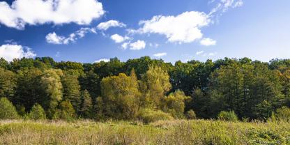 Wiese-verwildert-AdobeStock_1014966018